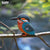 3D Model, Vogel - Ijsvogel